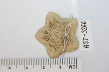 Media type: image;   Invertebrate Zoology AST-3266 Description: Preserved specimen.;